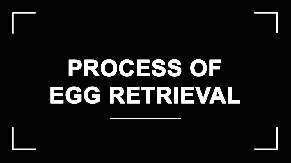 Process of egg retrieval in IVF